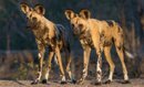 Wild dog